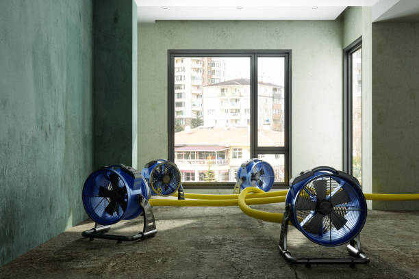 Best Basement water damage restoration  in Doolittle, TX